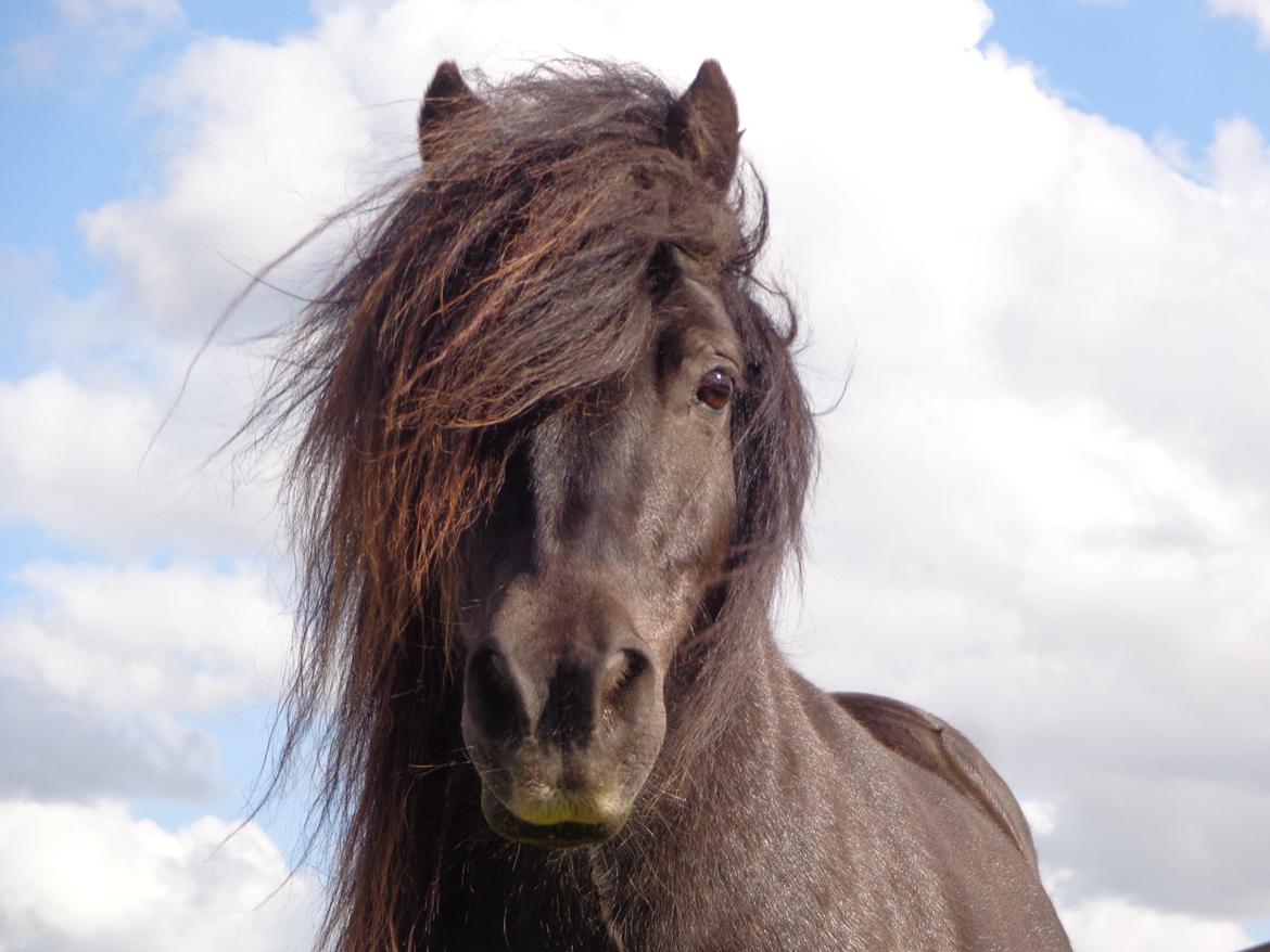 Shetlænder Milimeter - Velkommen til Milimeters profil! billede 1