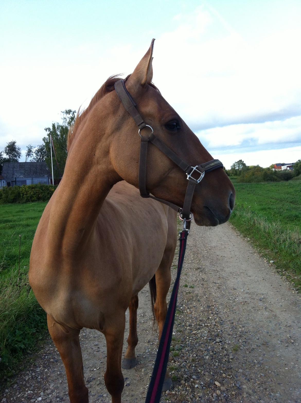Anden særlig race Snebjerggaards Sweet Papaya billede 10