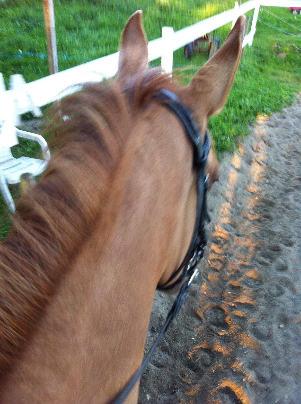 Anden særlig race Snebjerggaards Sweet Papaya billede 13