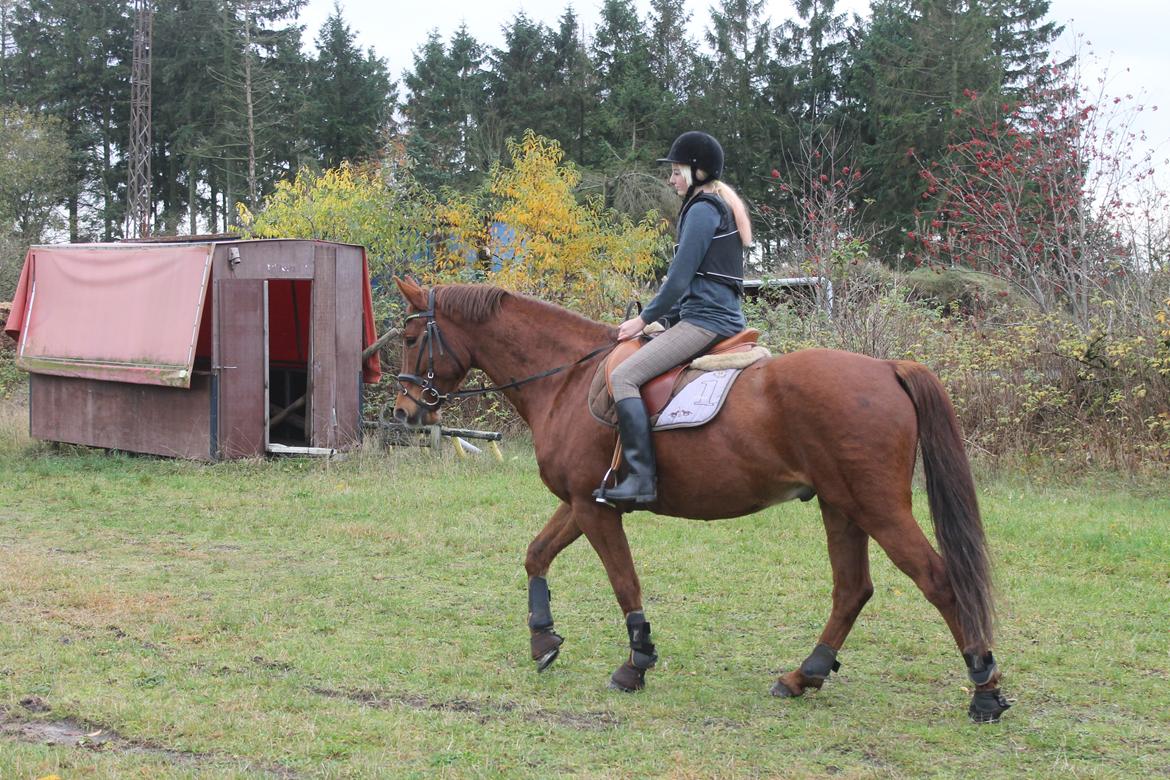 Dansk Varmblod Lopez billede 3