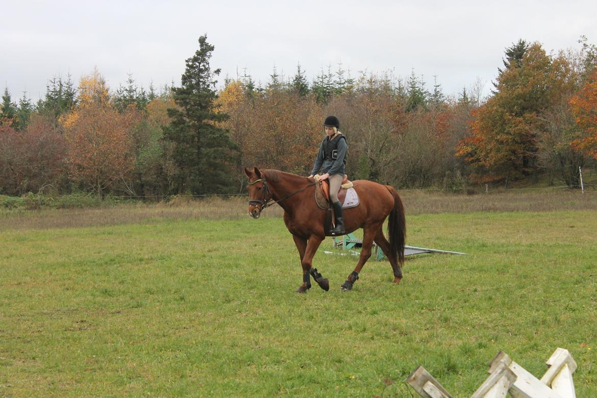 Dansk Varmblod Lopez billede 4