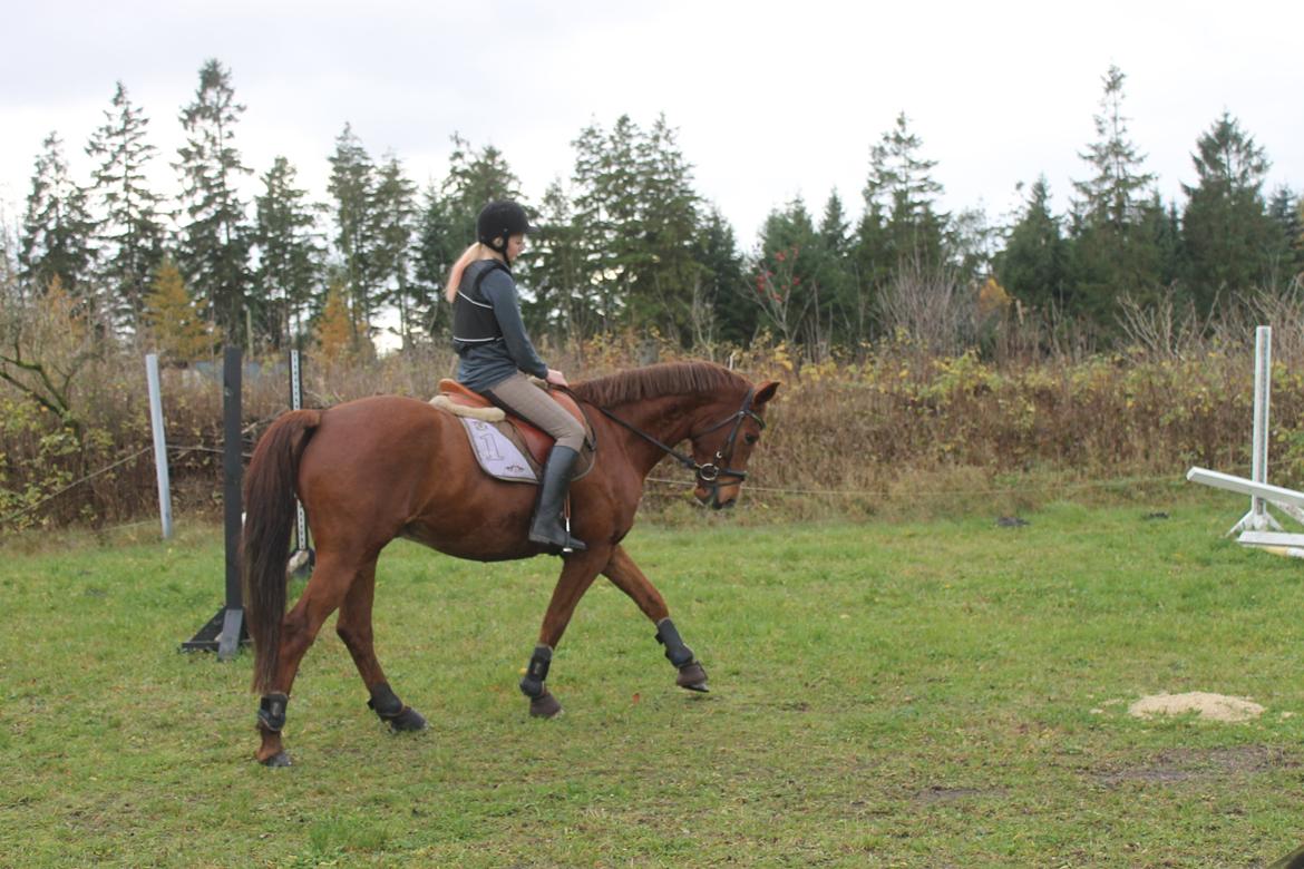 Dansk Varmblod Lopez billede 5