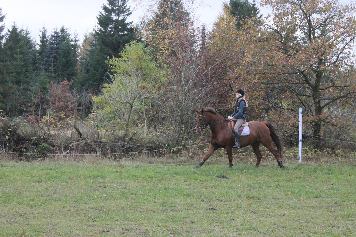 Dansk Varmblod Lopez billede 6