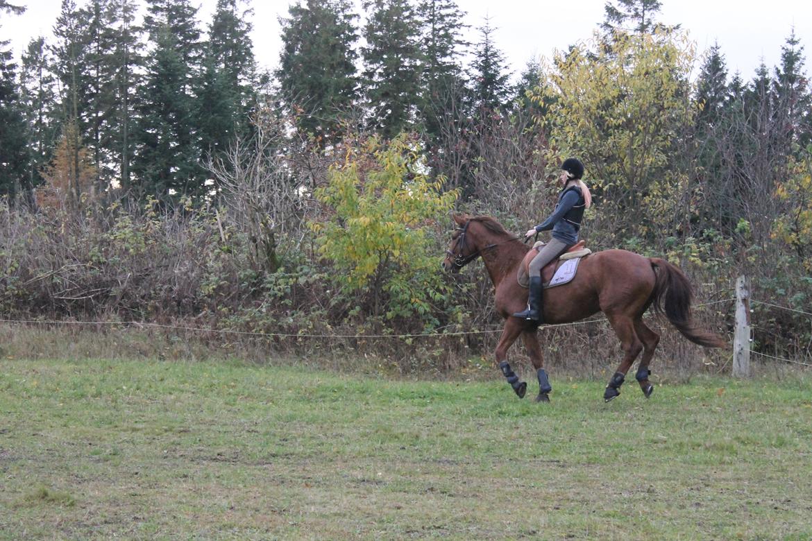 Dansk Varmblod Lopez billede 8