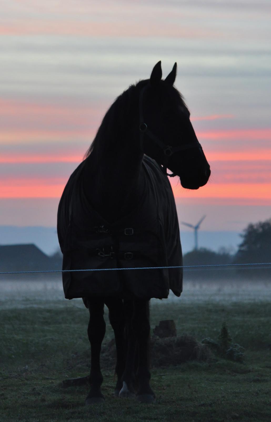 Anden særlig race Watch Lui's Surprise billede 5