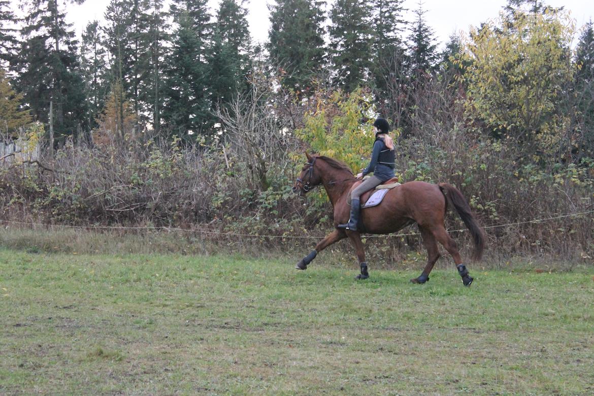 Dansk Varmblod Lopez billede 9