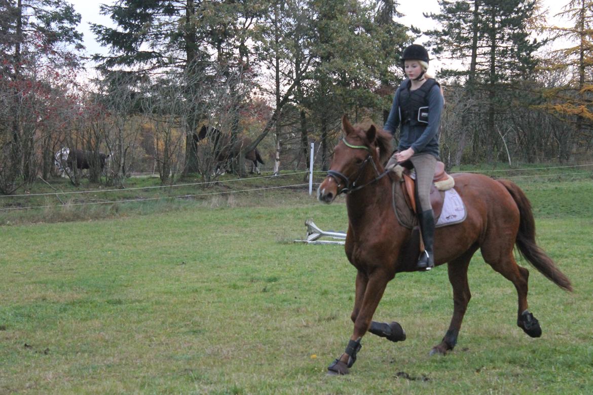 Dansk Varmblod Lopez billede 11