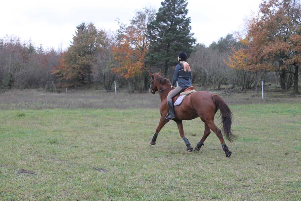 Dansk Varmblod Lopez billede 12