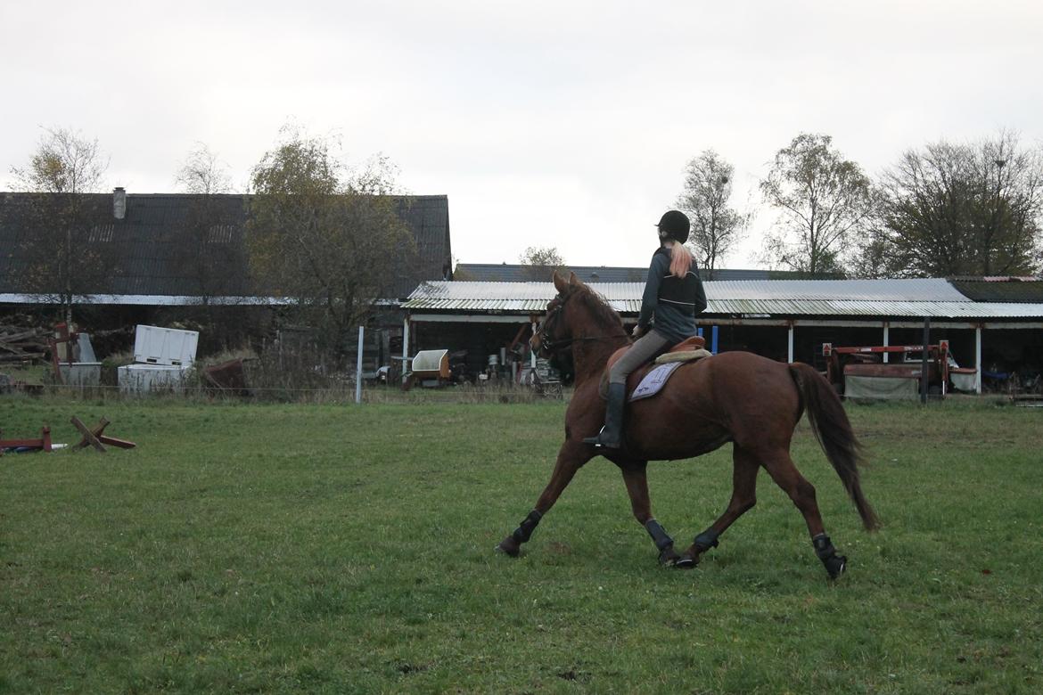 Dansk Varmblod Lopez billede 13