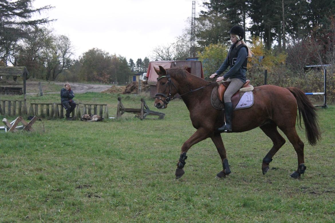 Dansk Varmblod Lopez billede 14