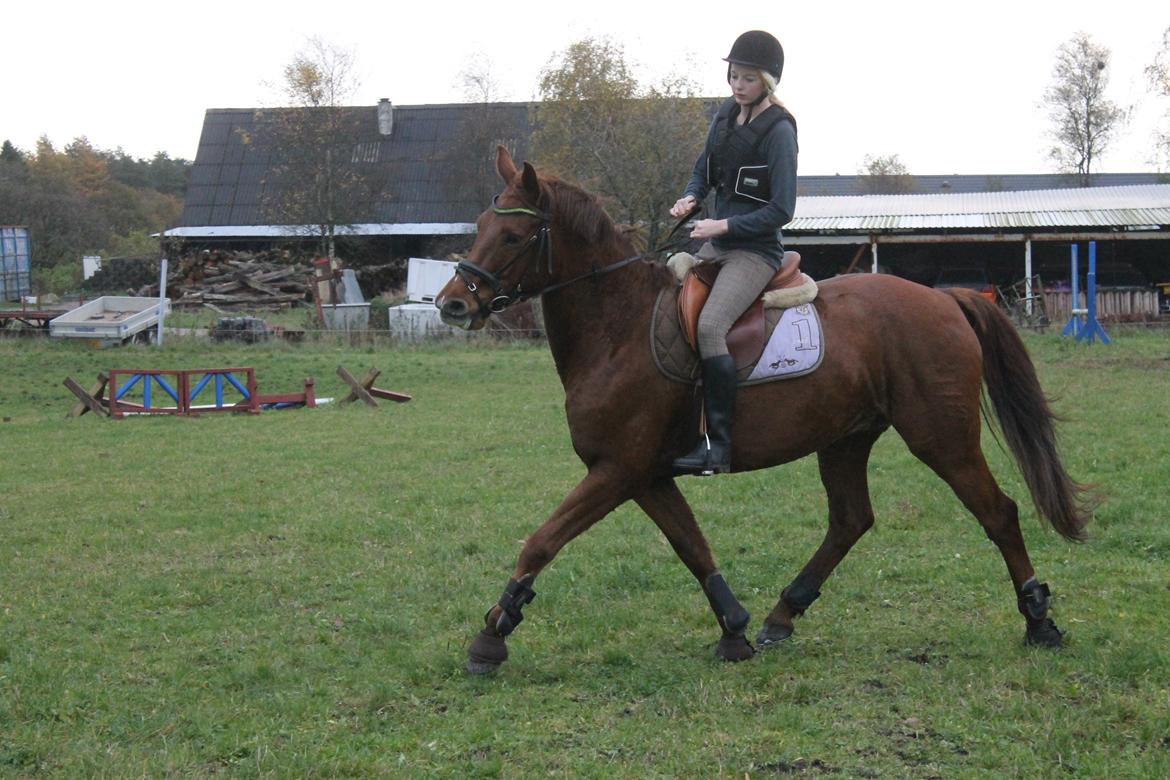 Dansk Varmblod Lopez billede 15