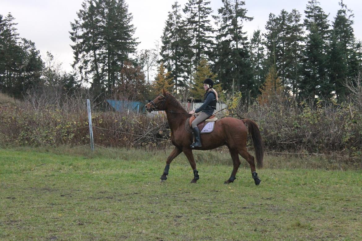 Dansk Varmblod Lopez billede 16