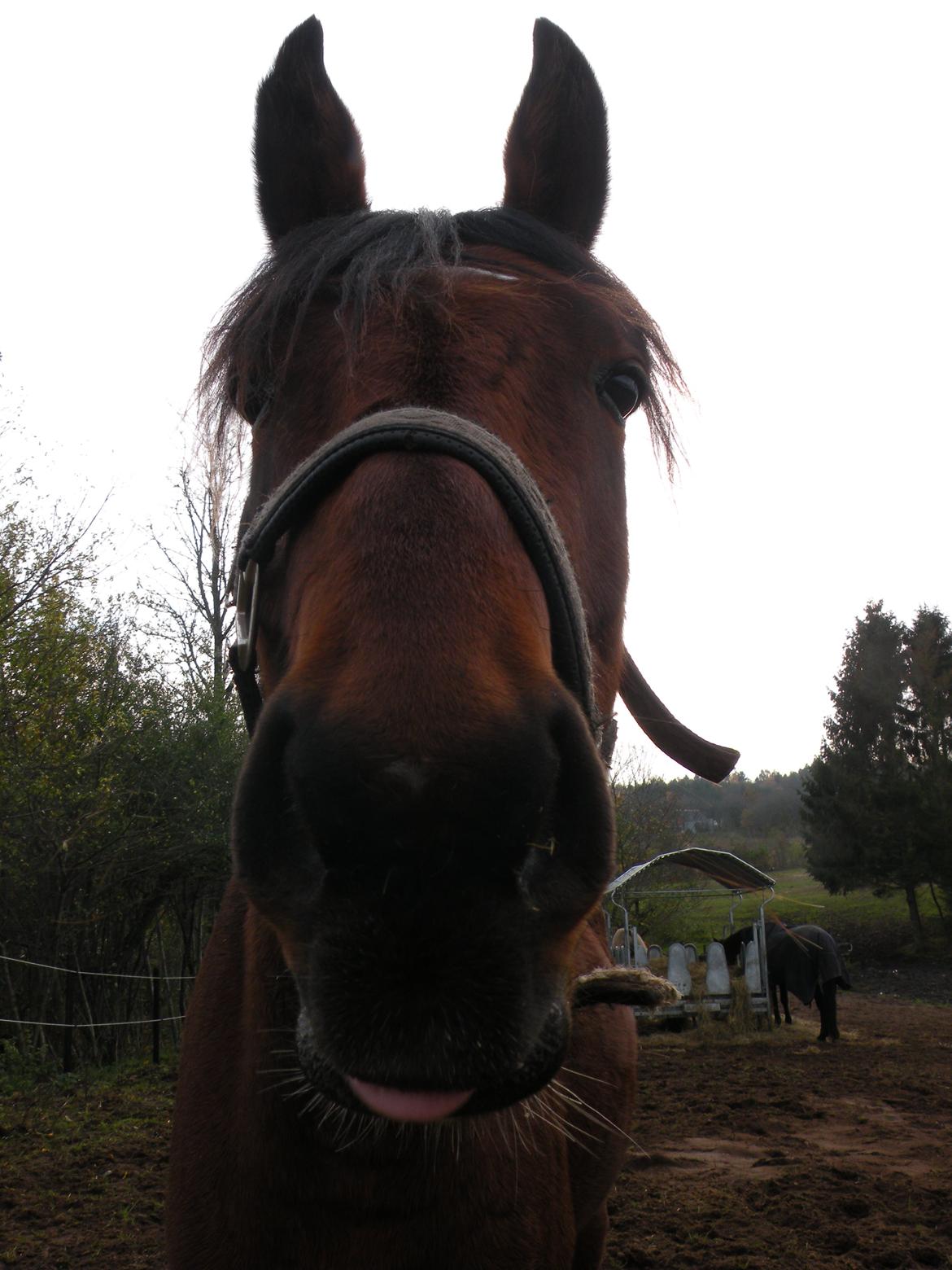 Anden særlig race Søndervangs Kentucky billede 8