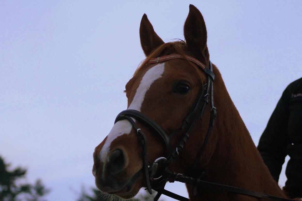 DSP Nørlunds Finette billede 4