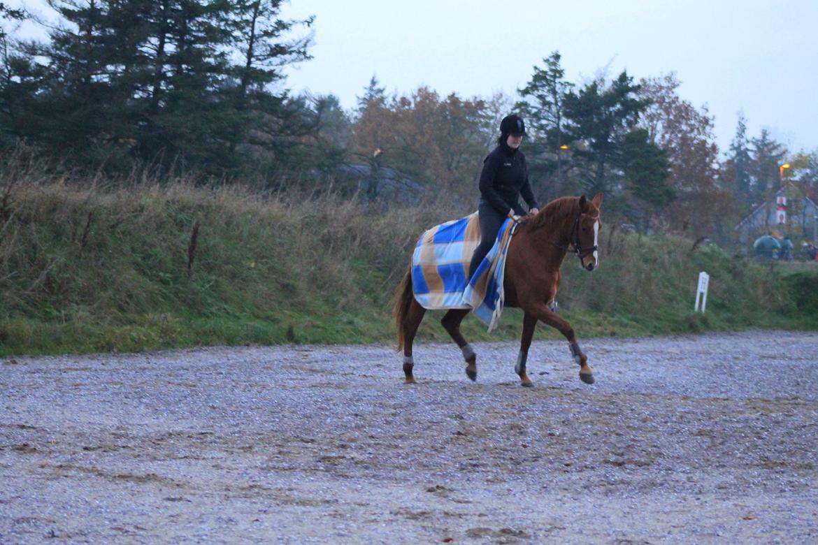 DSP Nørlunds Finette billede 6