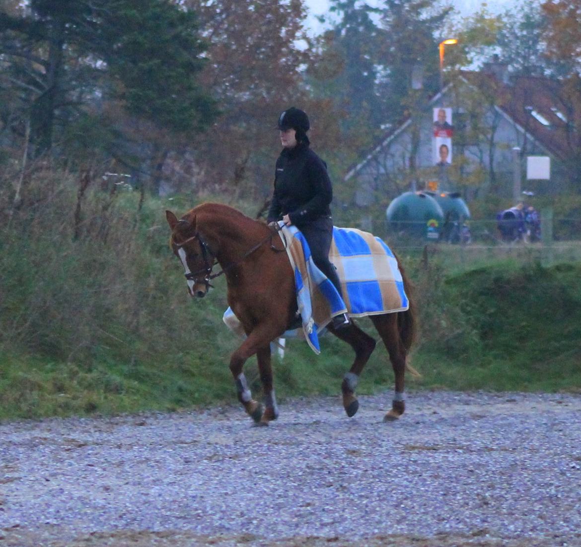 DSP Nørlunds Finette billede 9