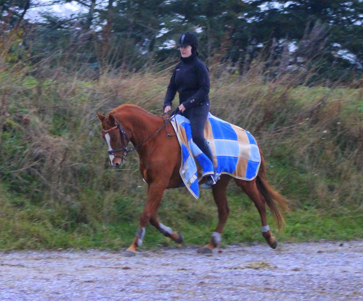 DSP Nørlunds Finette billede 7