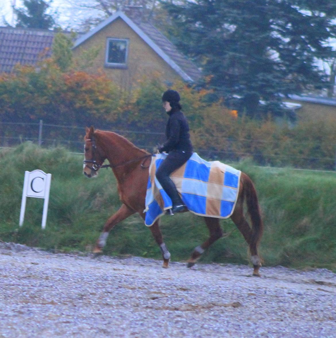 DSP Nørlunds Finette - Første gang jeg rider hende  billede 5