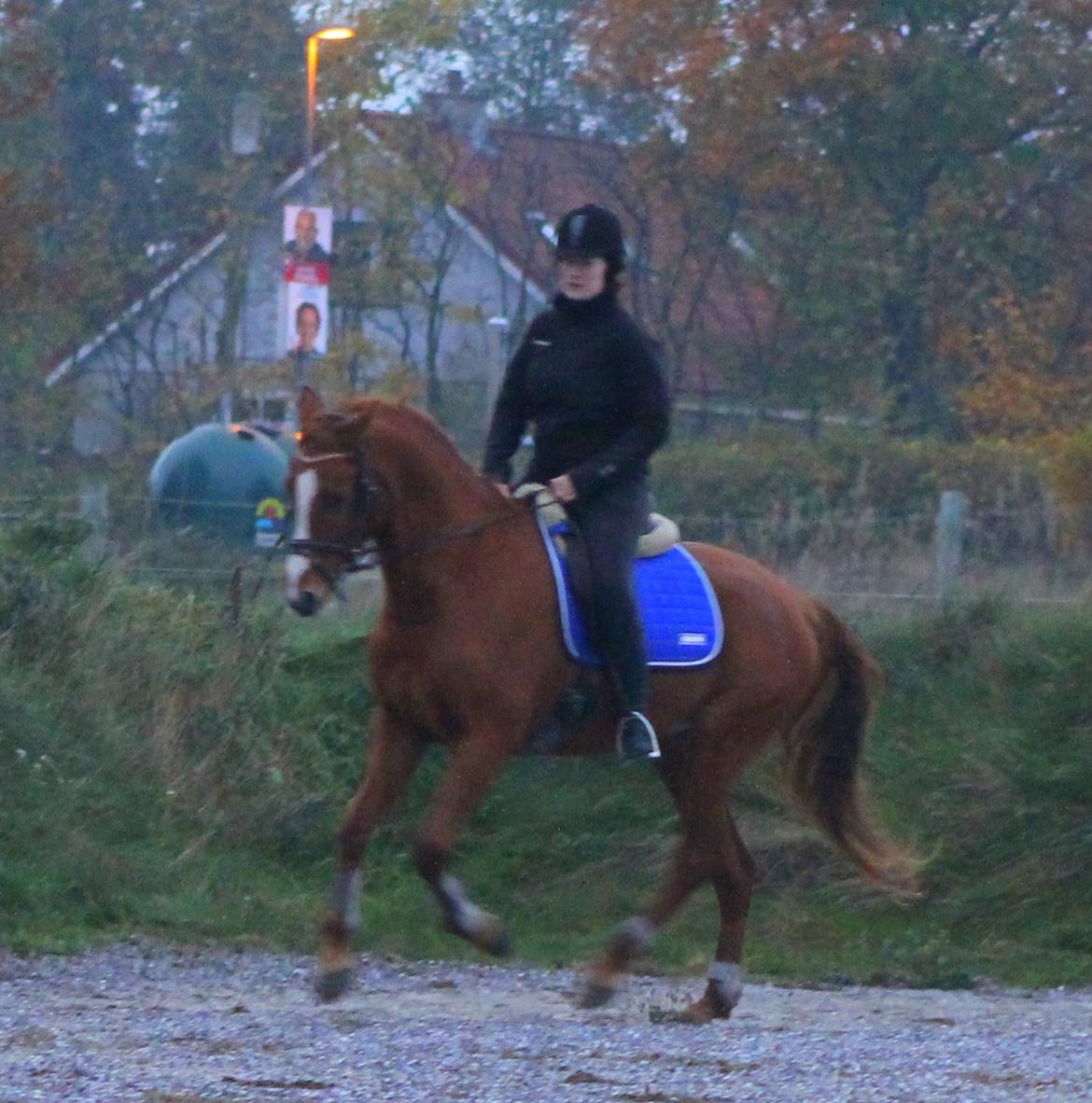 DSP Nørlunds Finette billede 10