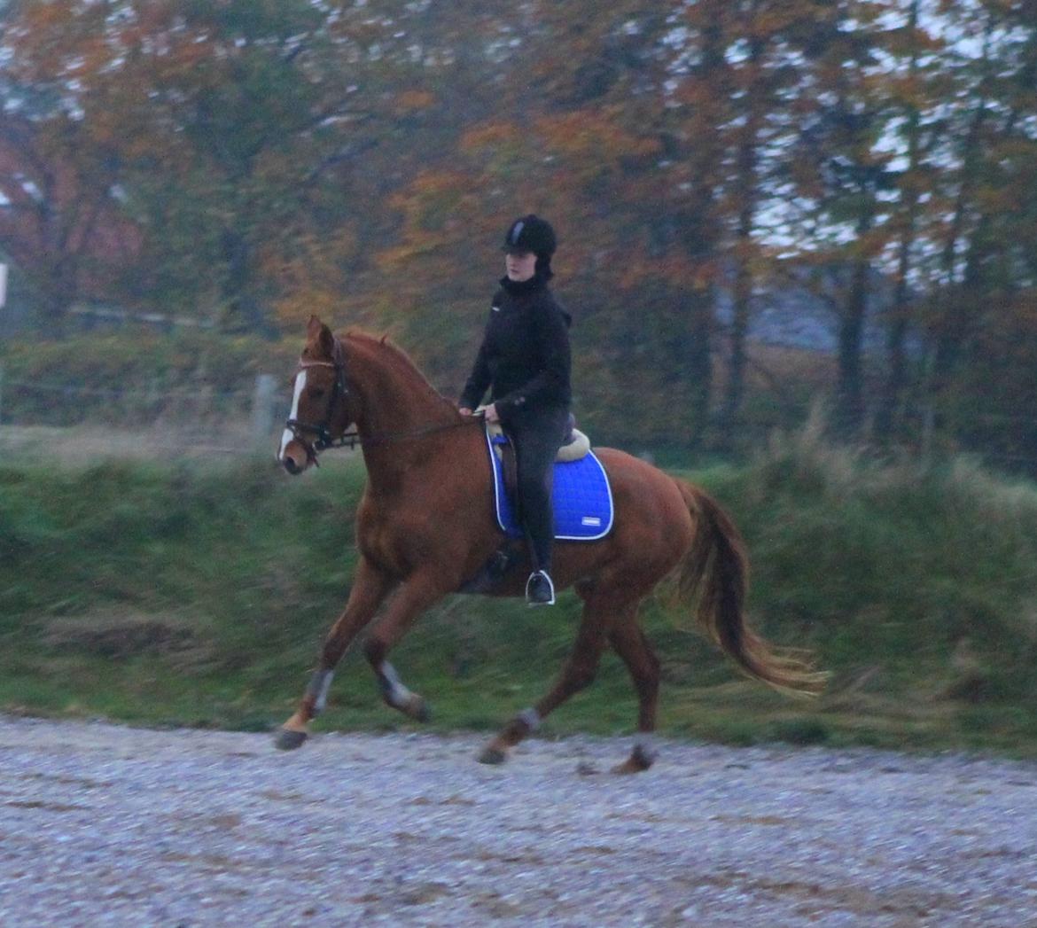 DSP Nørlunds Finette billede 8