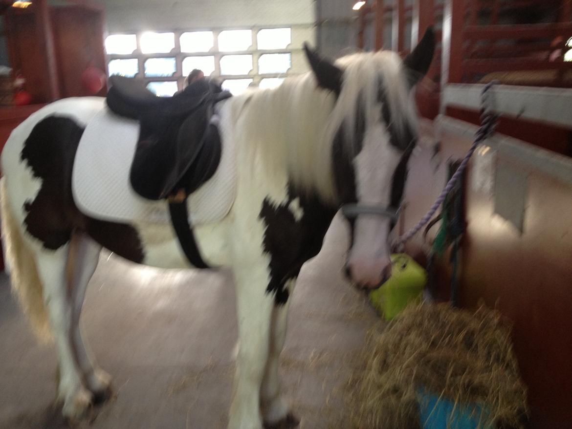 Irish Cob Crossbreed Silas billede 18