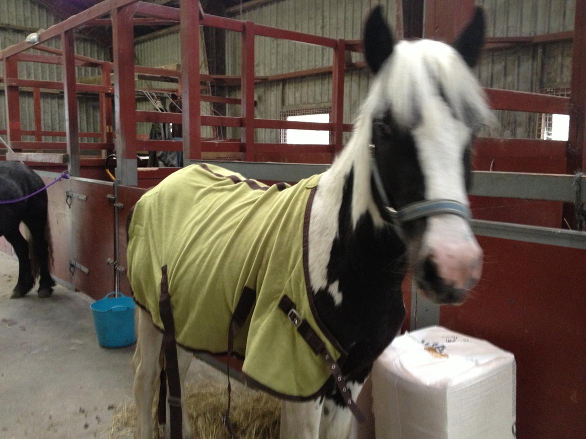 Irish Cob Crossbreed Silas billede 19