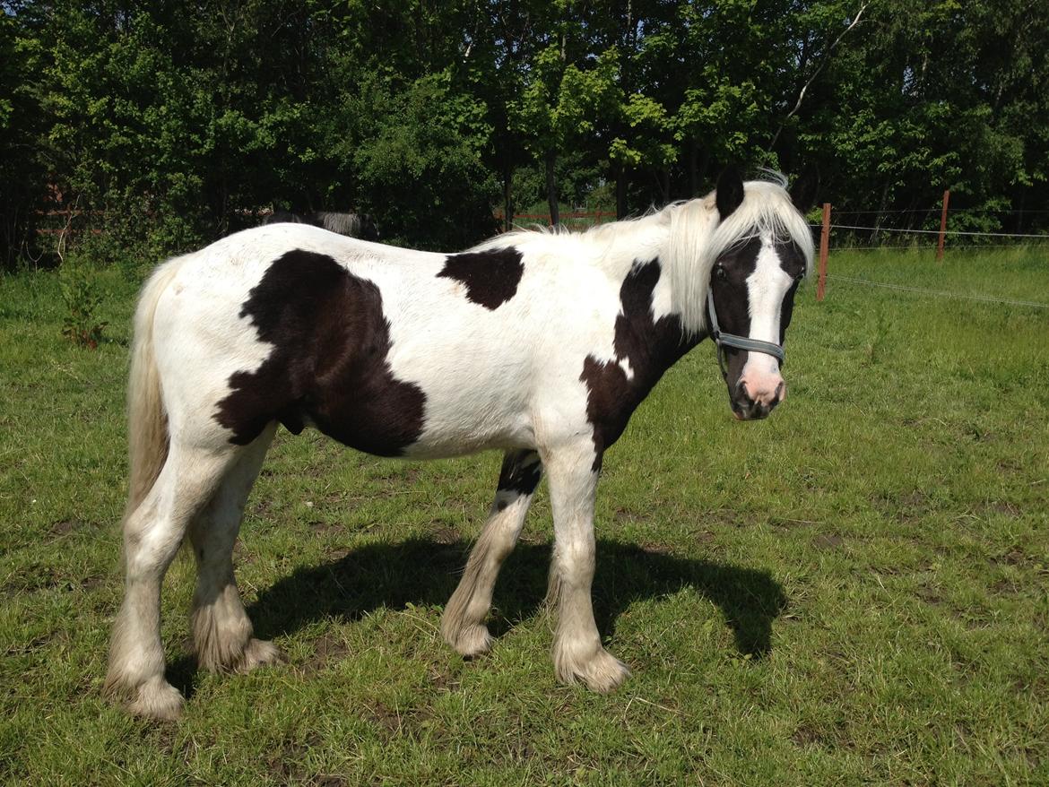 Irish Cob Crossbreed Silas billede 20