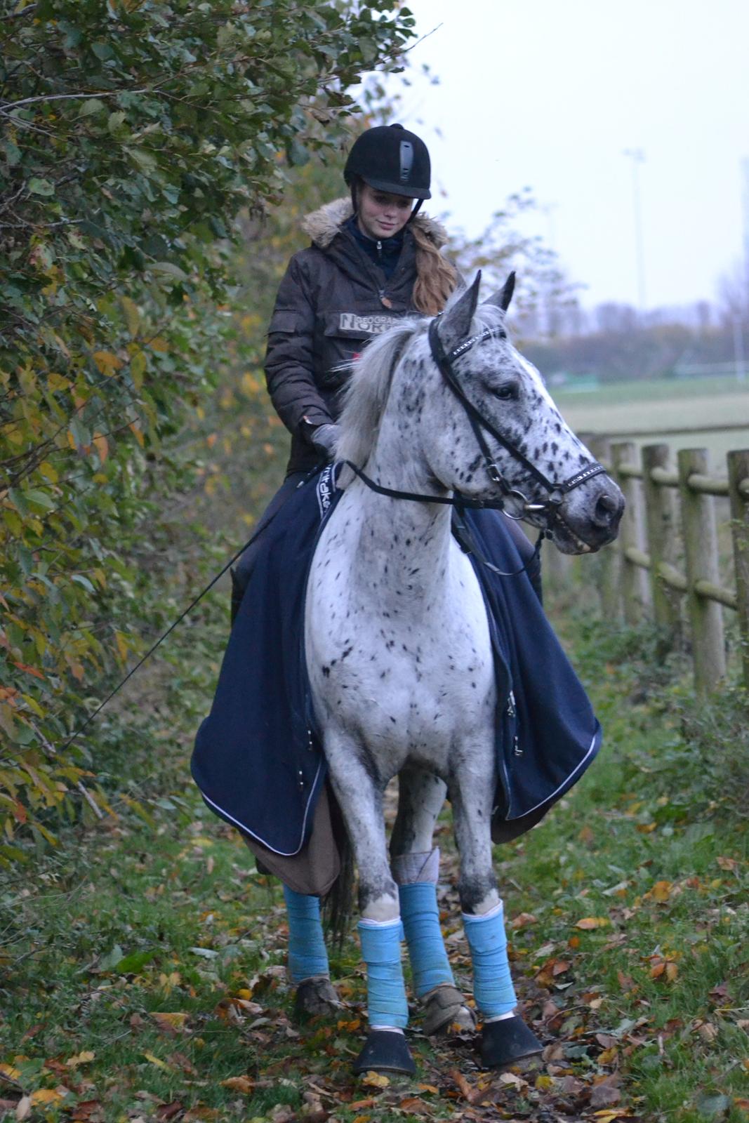 Knabstrupper Xander billede 12