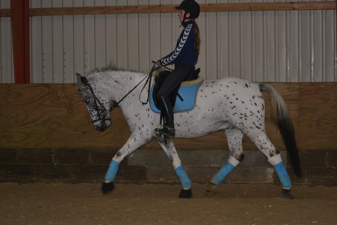 Knabstrupper Xander billede 13