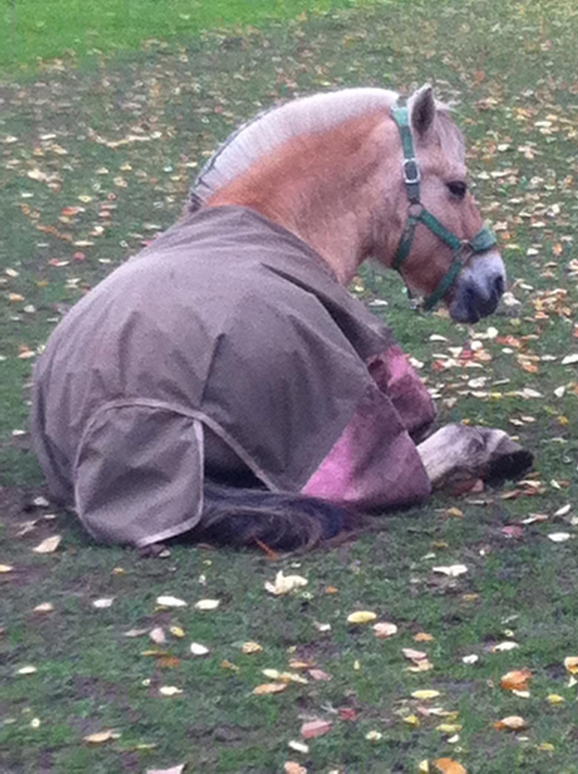 Fjordhest Hjorthøj´s Note billede 17