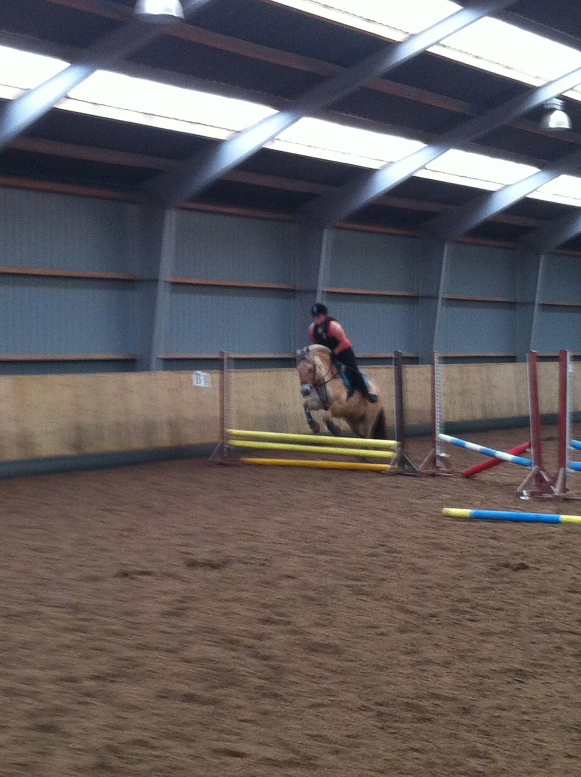 Fjordhest Hjorthøj´s Note - Note Pigen som Spring pony :D billede 18