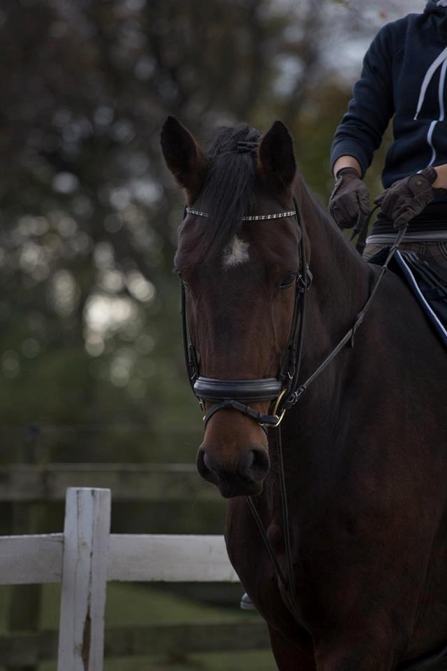 Dansk Varmblod Korsholms Lavinia billede 15