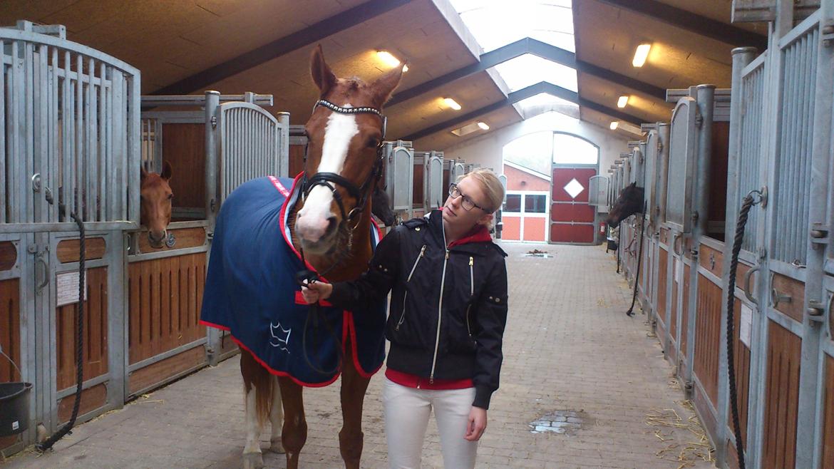 Dansk Varmblod Kildevangs Laurika - Eksteriørkåring i Middelfart 2013 billede 2