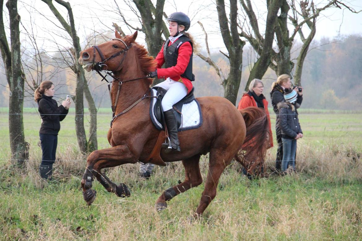 Anden særlig race Stald mejses don reno (solgt) - hubertusjagt 2013. Taget af Simone Jensen. billede 5