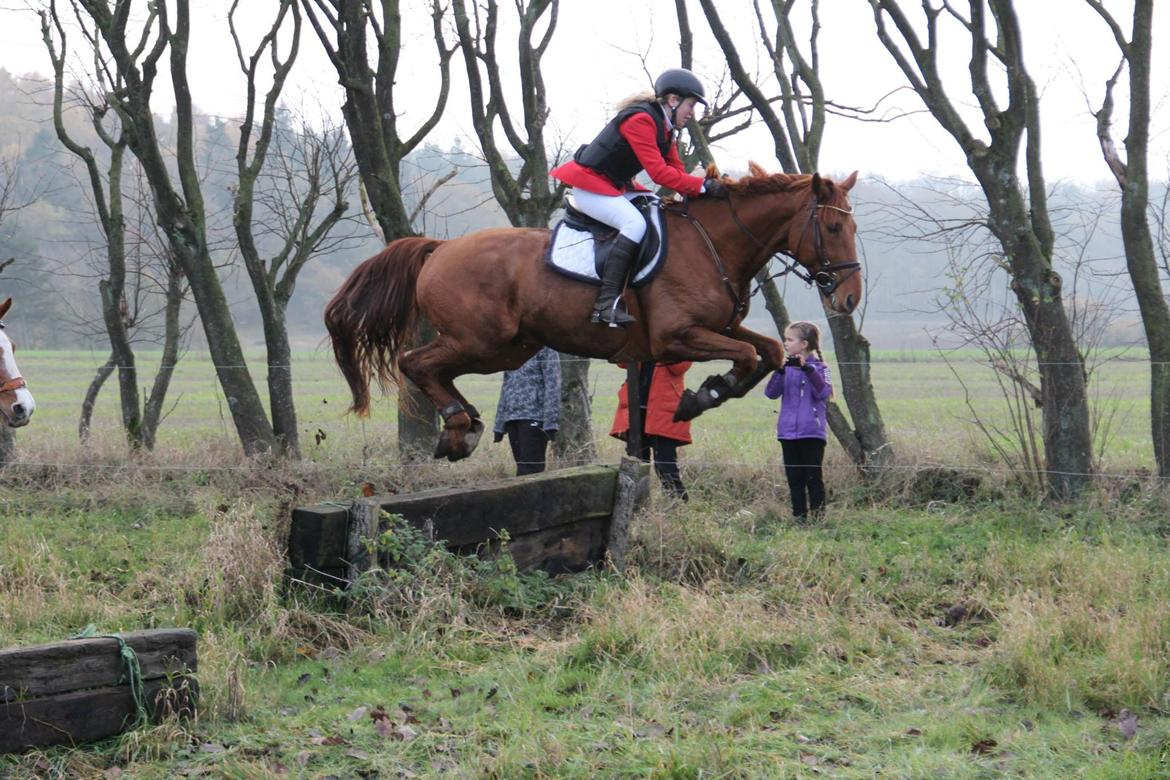 Anden særlig race Stald mejses don reno (solgt) - hubertusjagt 2013. Taget af Simone Jensen. billede 8