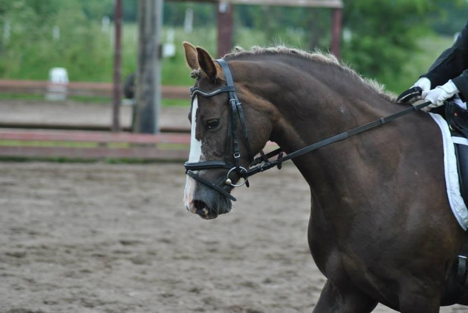 Anden særlig race Krogsgaards Glory billede 15