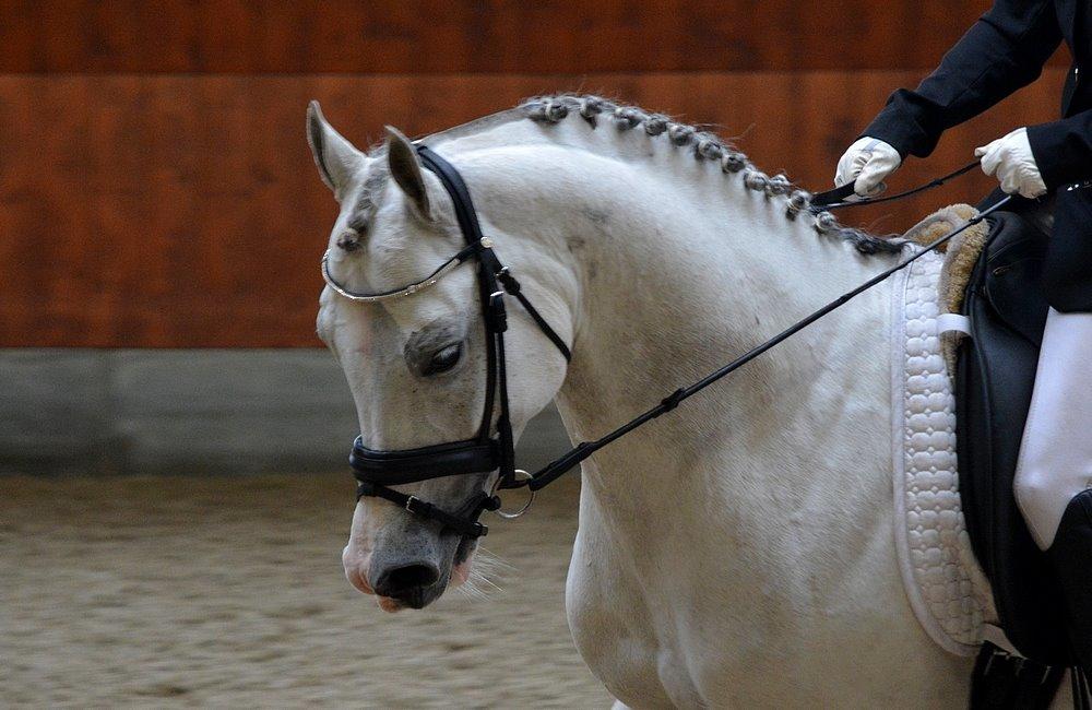 Arabisk fuldblod (OX) TIL MINDE om Gaudeamus - D. 2/11-2013. KIRK ARABIANS - hans første dressurstævne. Gik LB1 og 3 med over 61% I begge klasser og hurtigste tid ;-) billede 9