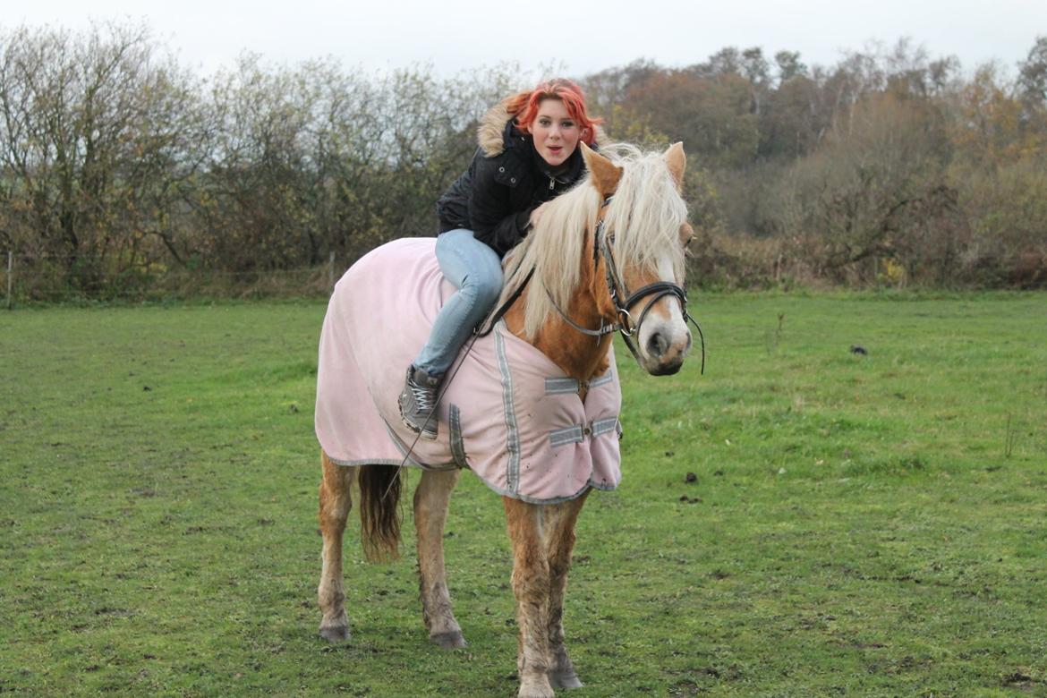 Tyroler Haflinger Tessa (Koen) billede 8