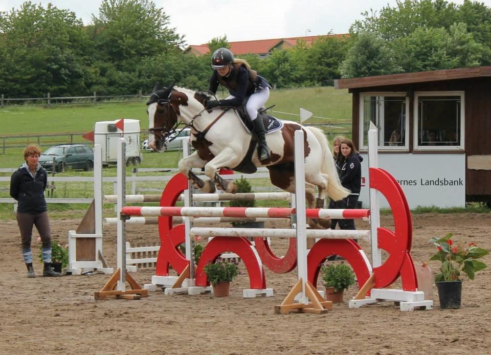 Irsk Sportspony Coney Patch - Ponygården Solvang.. Savner den pony så meget:( billede 19