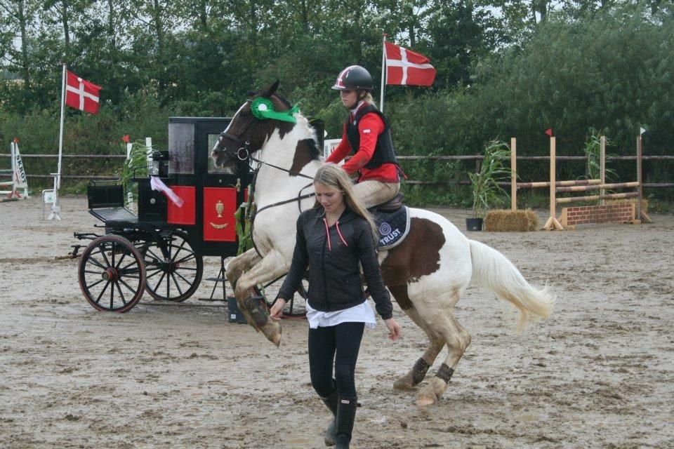 Irsk Sportspony Coney Patch - Vilde Coni haha ;D billede 20