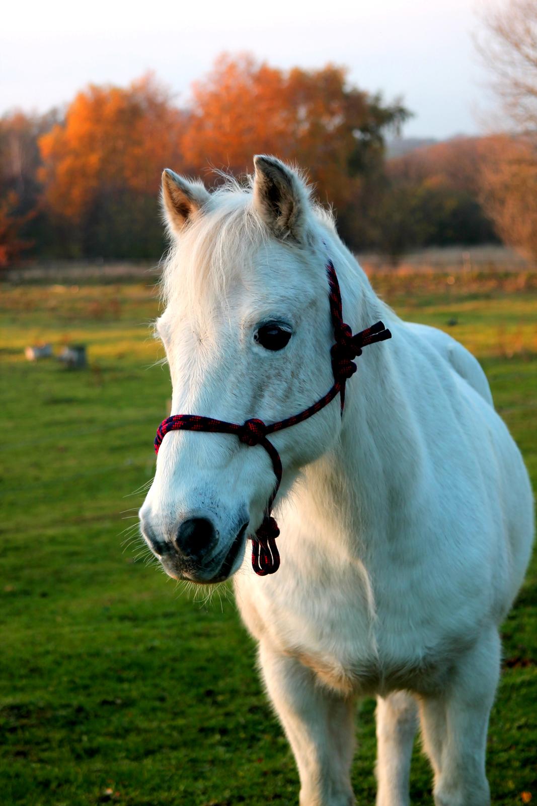 Anden særlig race Frisser [Might'N Magic] - Bøffen<3 | November 2013 | Foto: Mig. billede 19