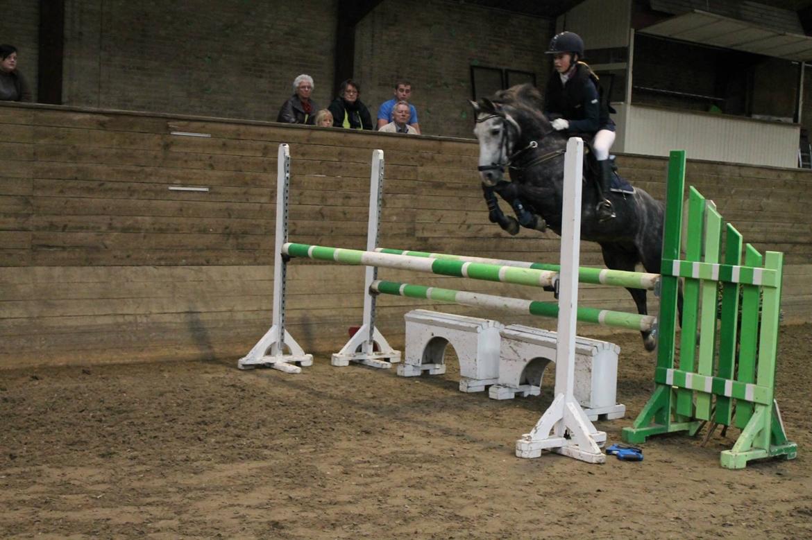 Anden særlig race Jojo (solgt) billede 10