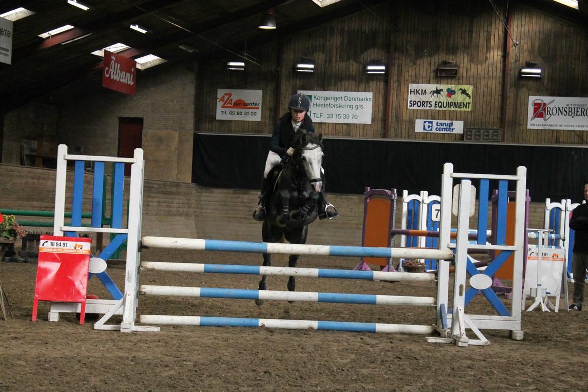 Anden særlig race Jojo (solgt) billede 13