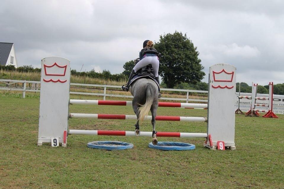 Anden særlig race Jojo (solgt) billede 14