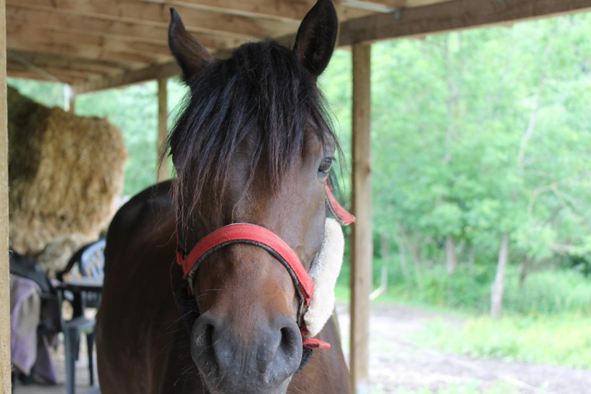 Anden særlig race Luna Star billede 1