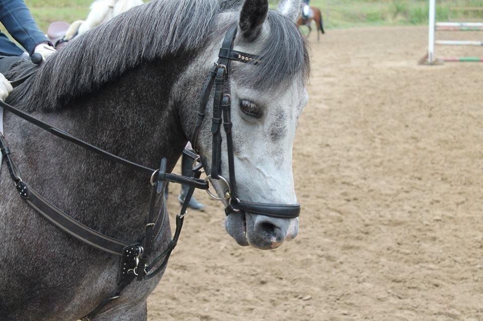 Anden særlig race Jojo (solgt) billede 15