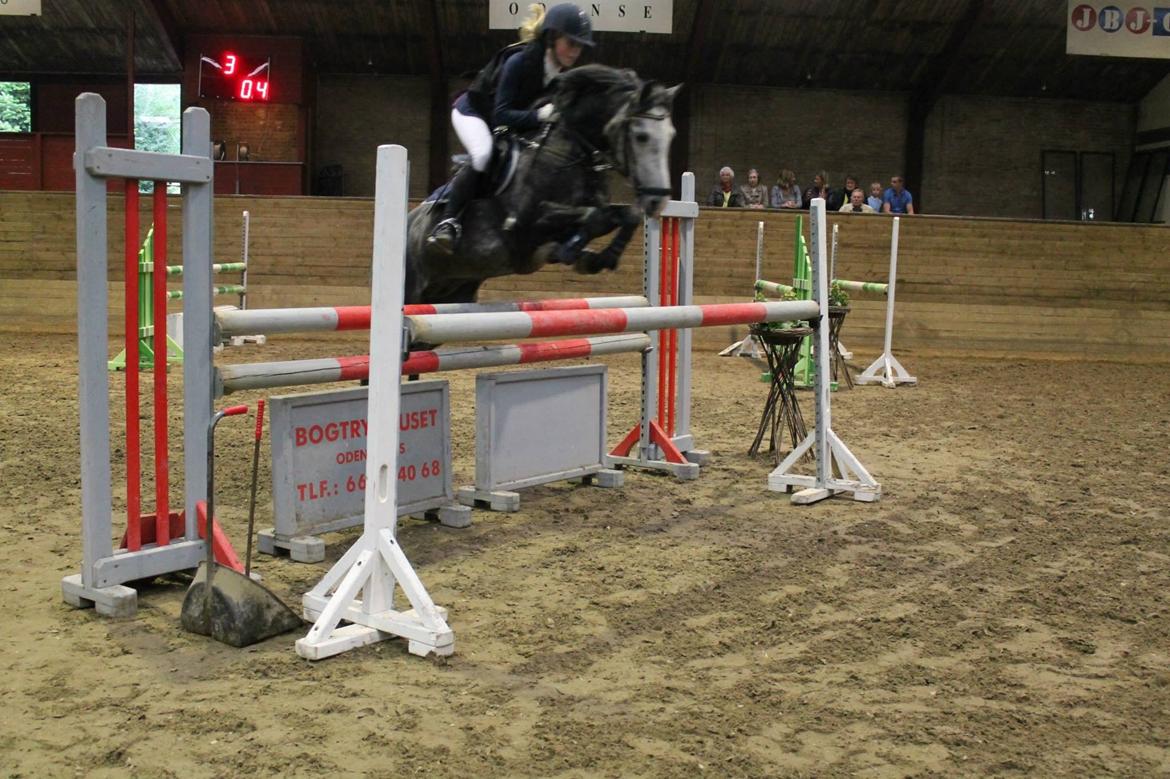 Anden særlig race Jojo (solgt) billede 16