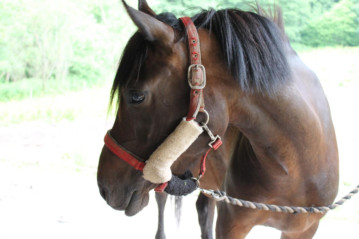 Anden særlig race Luna Star billede 2