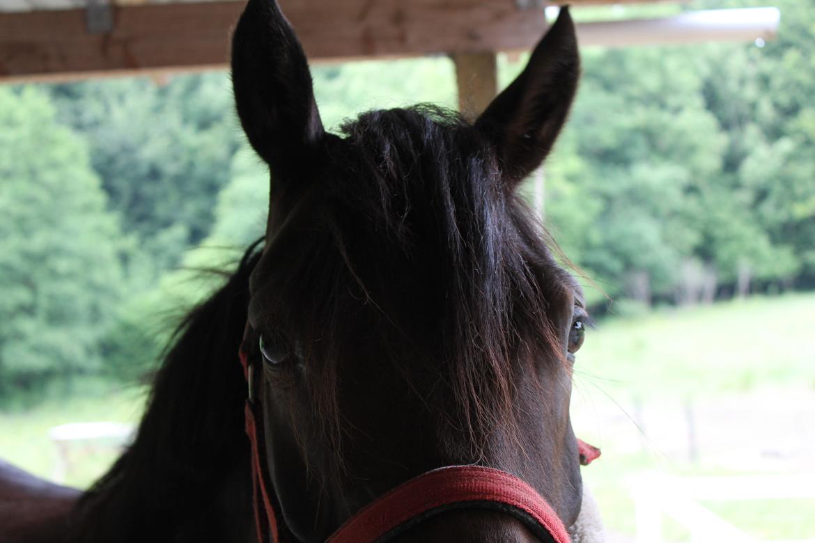 Anden særlig race Luna Star billede 8