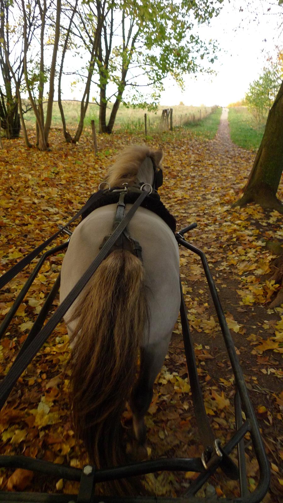 Konik Polski Sergei Boris - Måløv naturpark, oktober 2013 billede 9